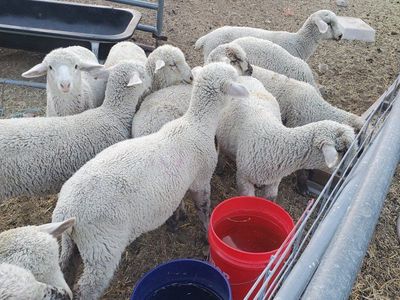 big oh lambs