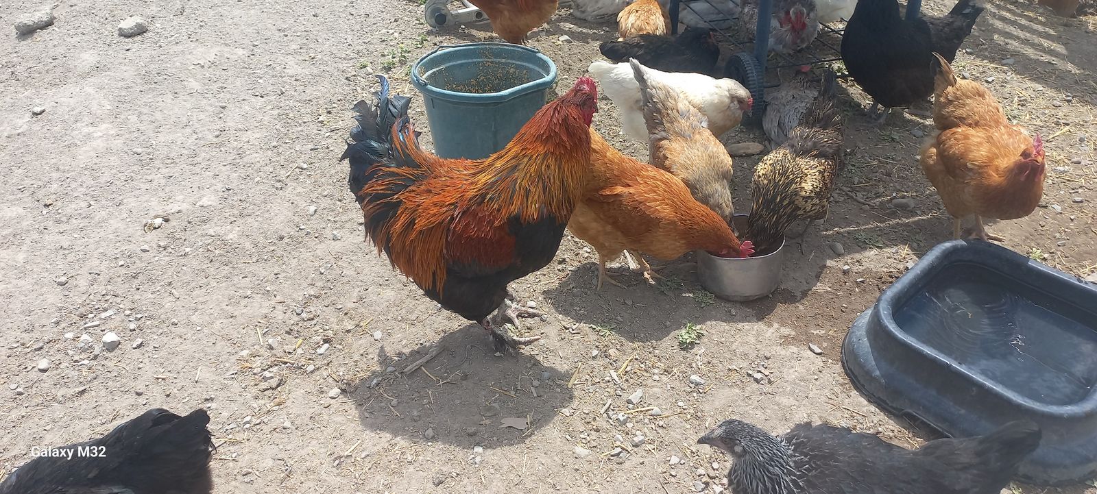 Black Copper Marans