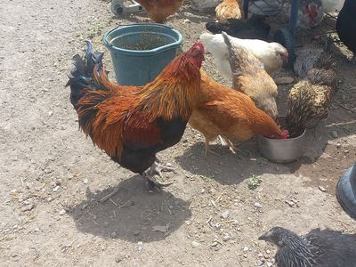 Black Copper Marans
