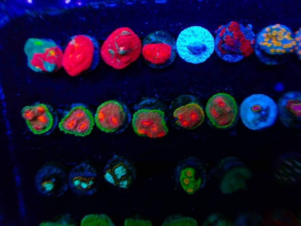 Hundreds of corals available