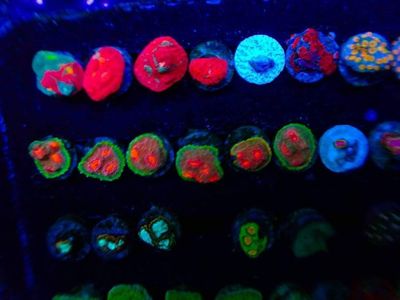 Hundreds of corals available