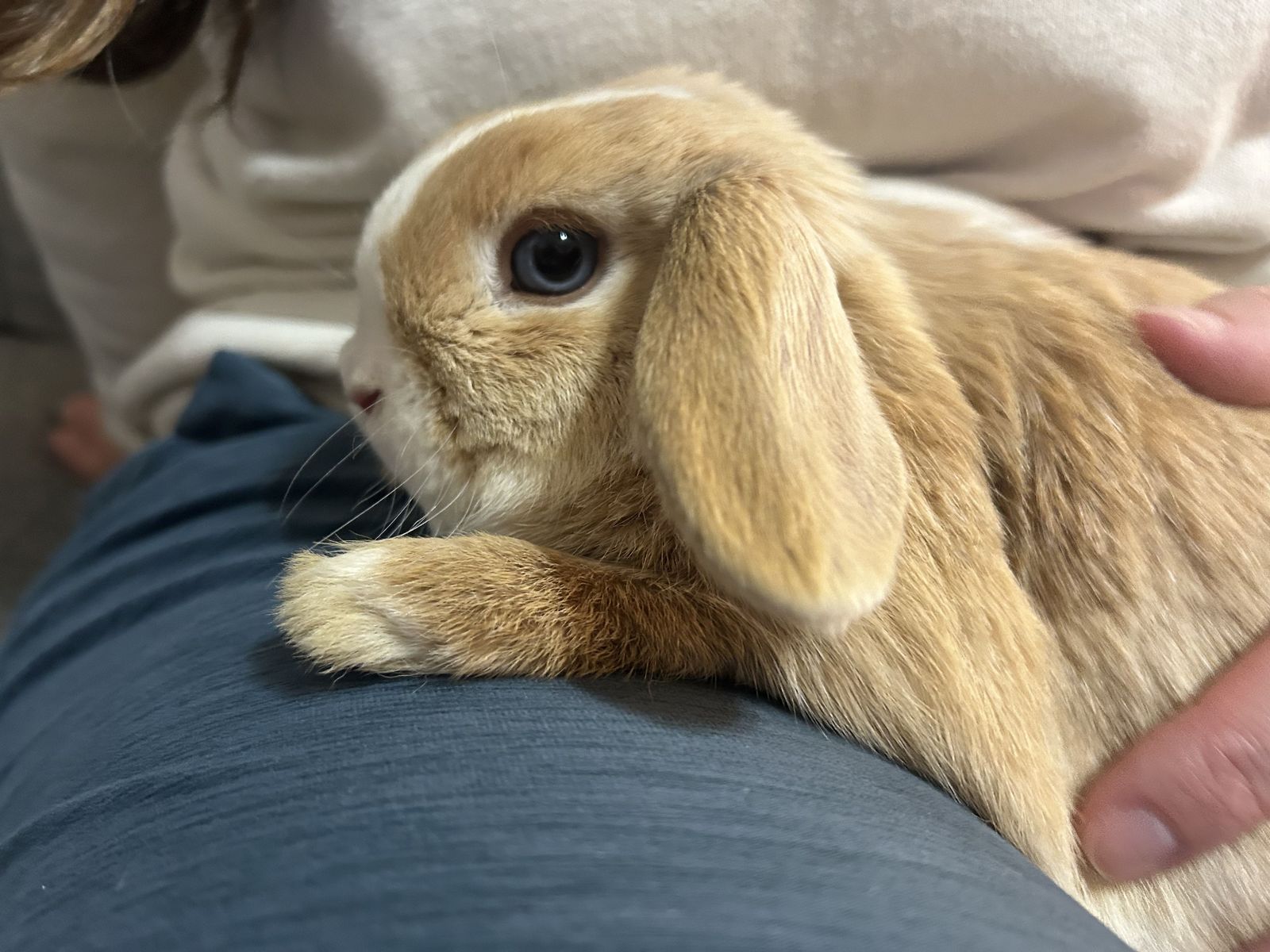 Sweet Holland Lop Buck – Loving & Affectionate