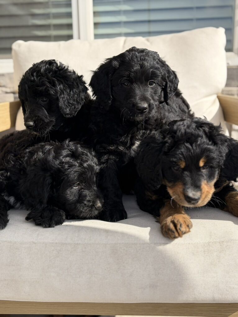 F1 Bernadoodles Puppies