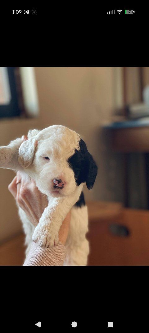 Sheepadoodle puppies!!