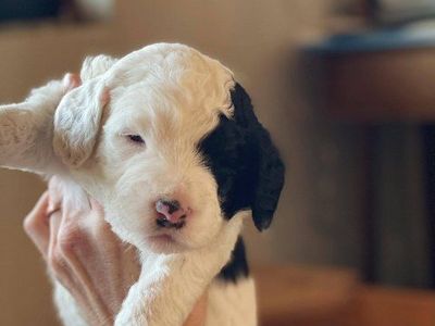 Sheepadoodle puppies!!