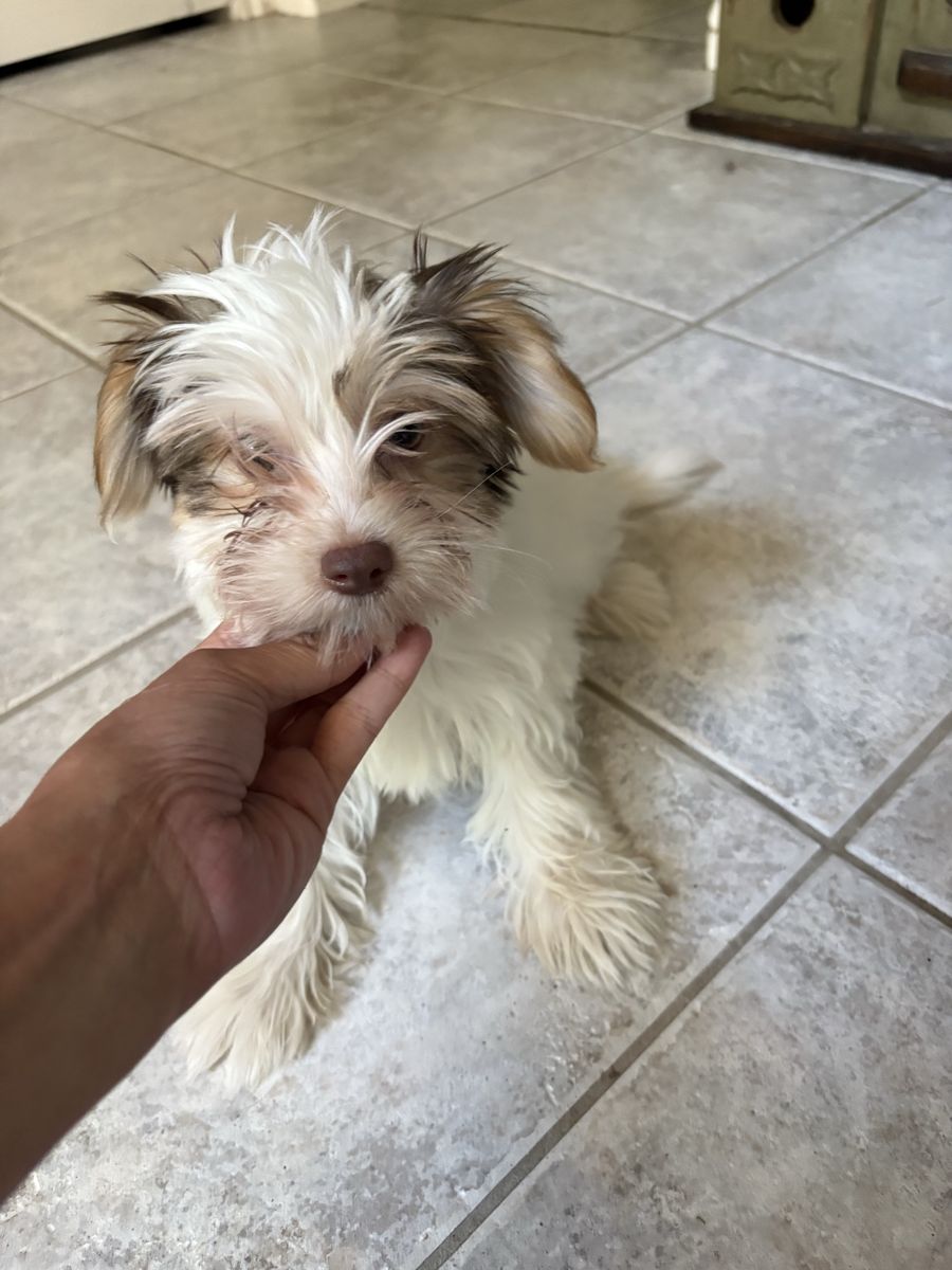 Yorkie female puppy