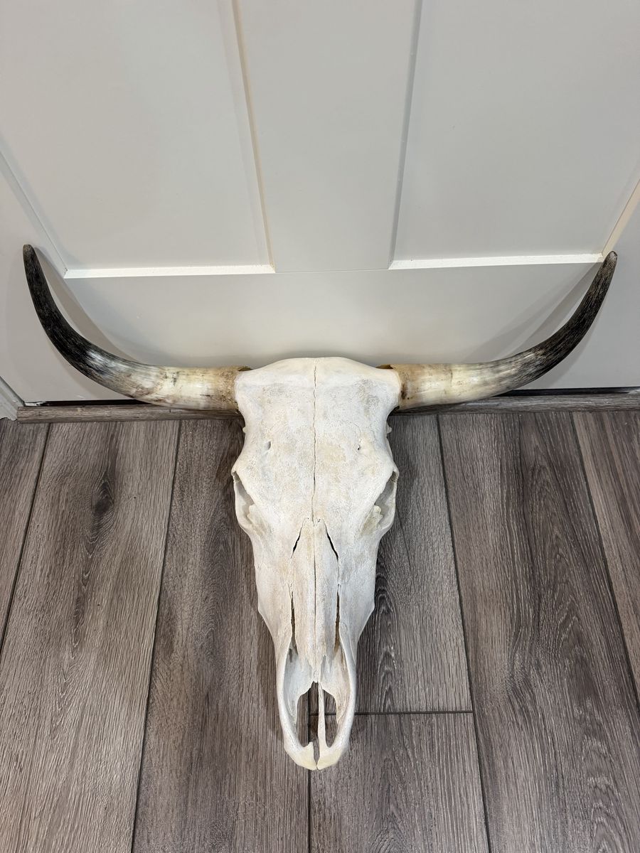Steer Skulls