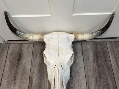 Steer Skulls