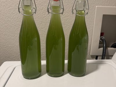 Phytoplankton 16 onz bottle