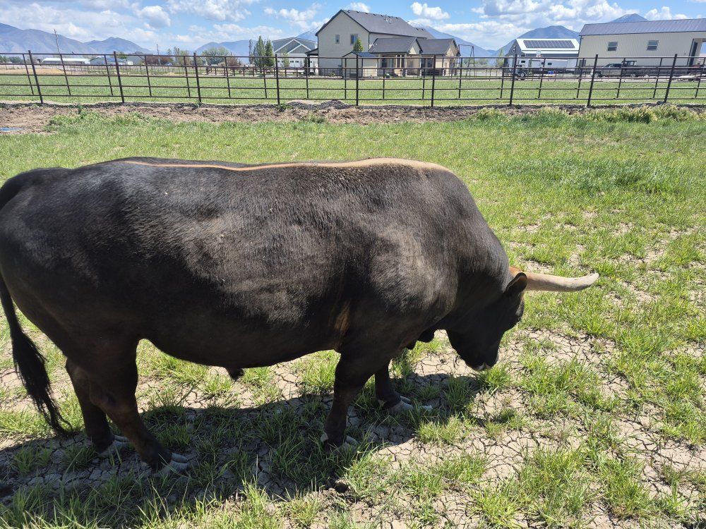 mini bucking bull