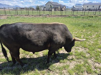 mini bucking bull