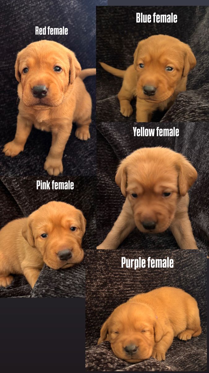AKC Fox Red Labrador Puppies