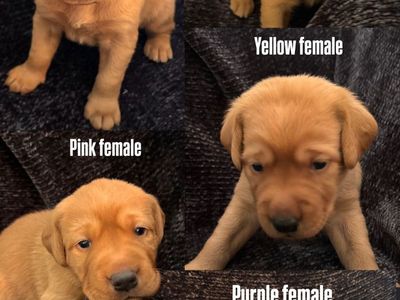 AKC Fox Red Labrador Puppies