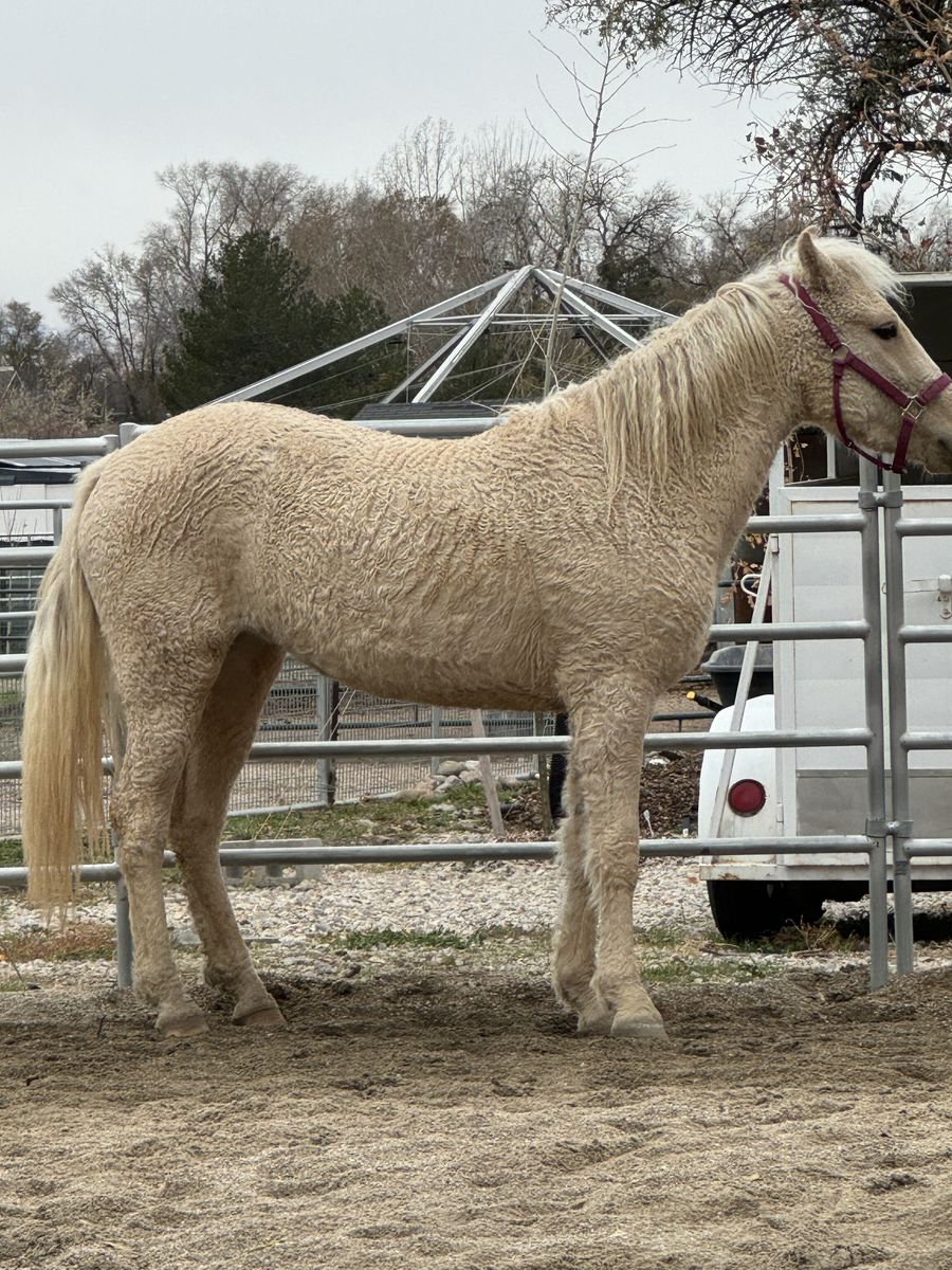 Registered Missouri Fox Trotter Curly Palomino Mare, 4 years, 14.2+hh, under saddle