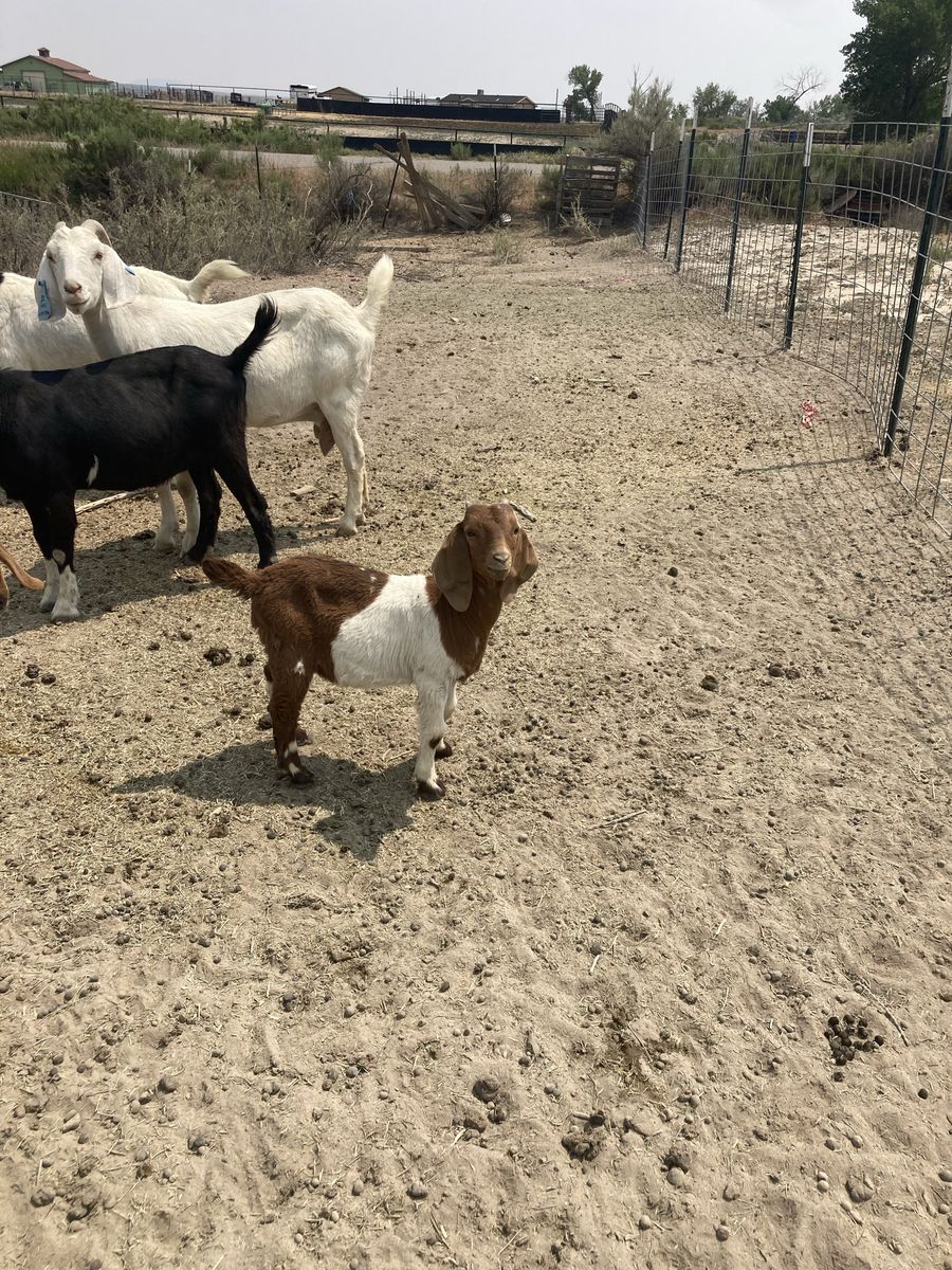 Boer buckling