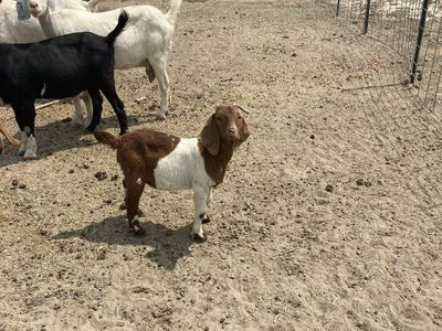 Boer buckling