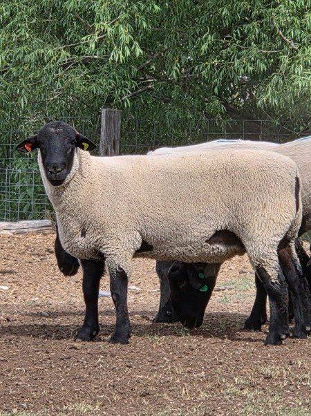 Fall born suffolk yearling ram.