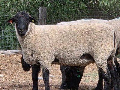 Fall born suffolk yearling ram.