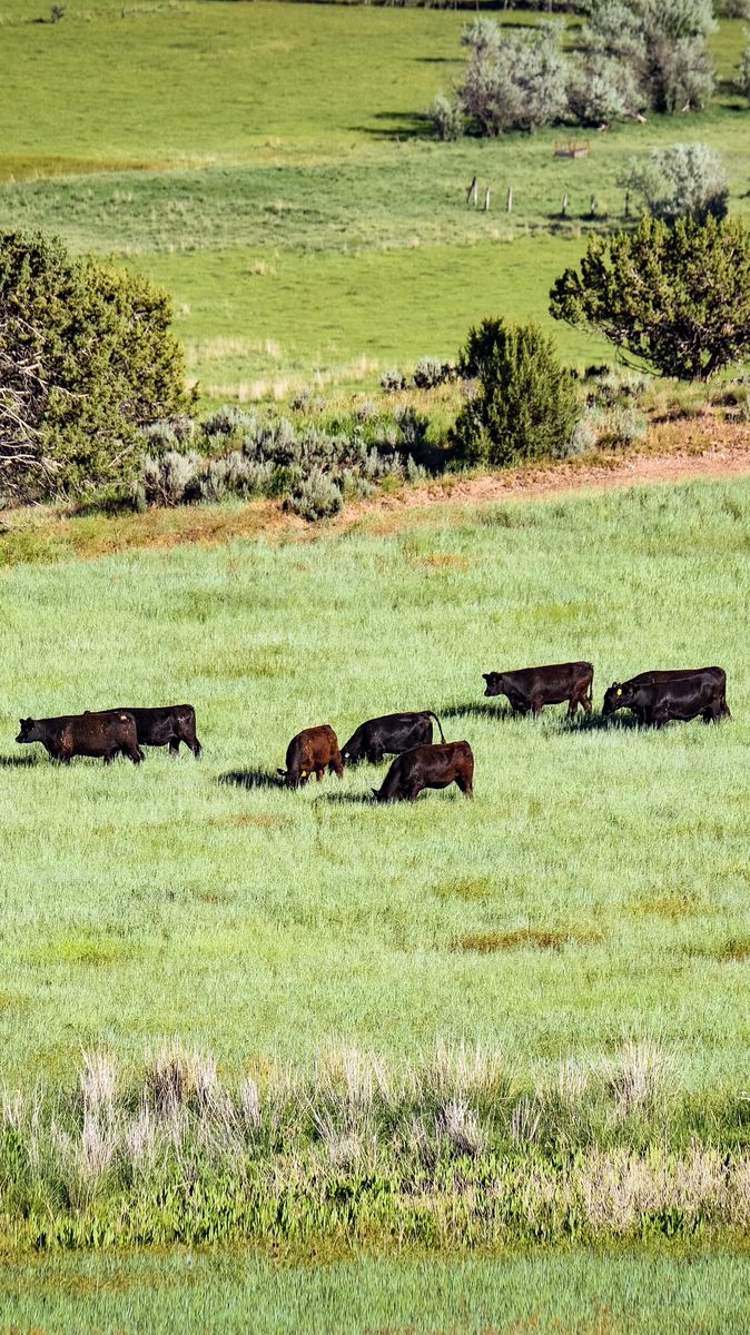 Whole Beef for Sale – Angus Beef Cow (Utah Pickup/Delivery)