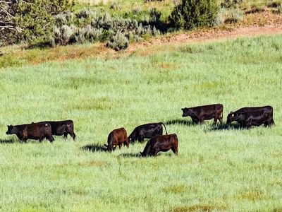 Whole Beef for Sale – Angus Beef Cow (Utah Pickup/Delivery)