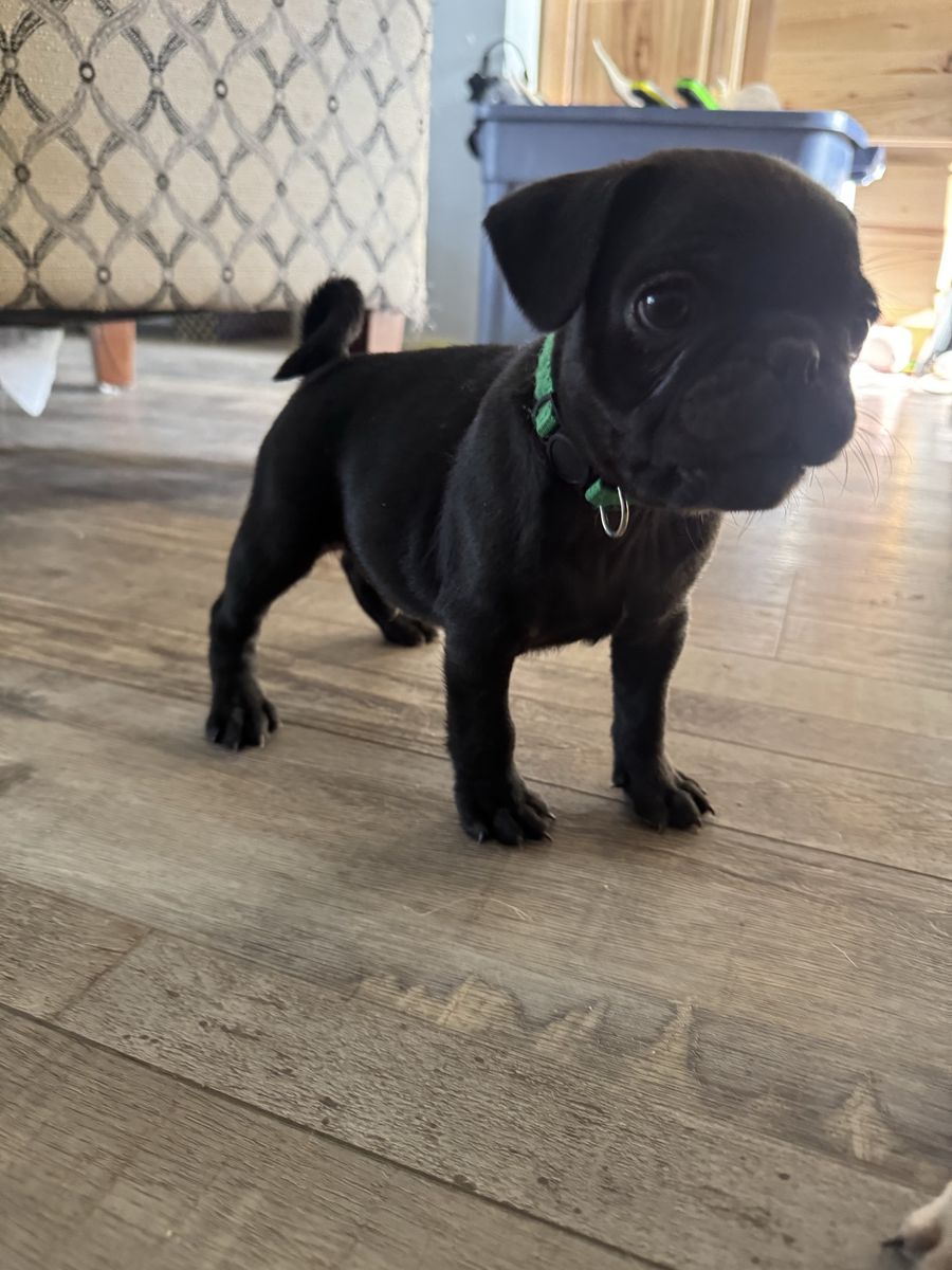 pug puppies
