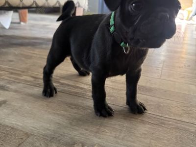 pug puppies