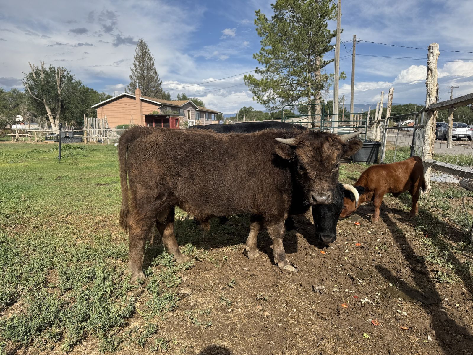 Highland / Dexter mix bull