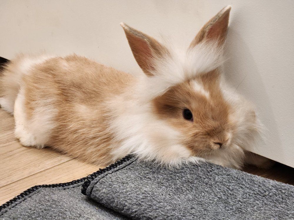 Cute fluffy baby bunnies