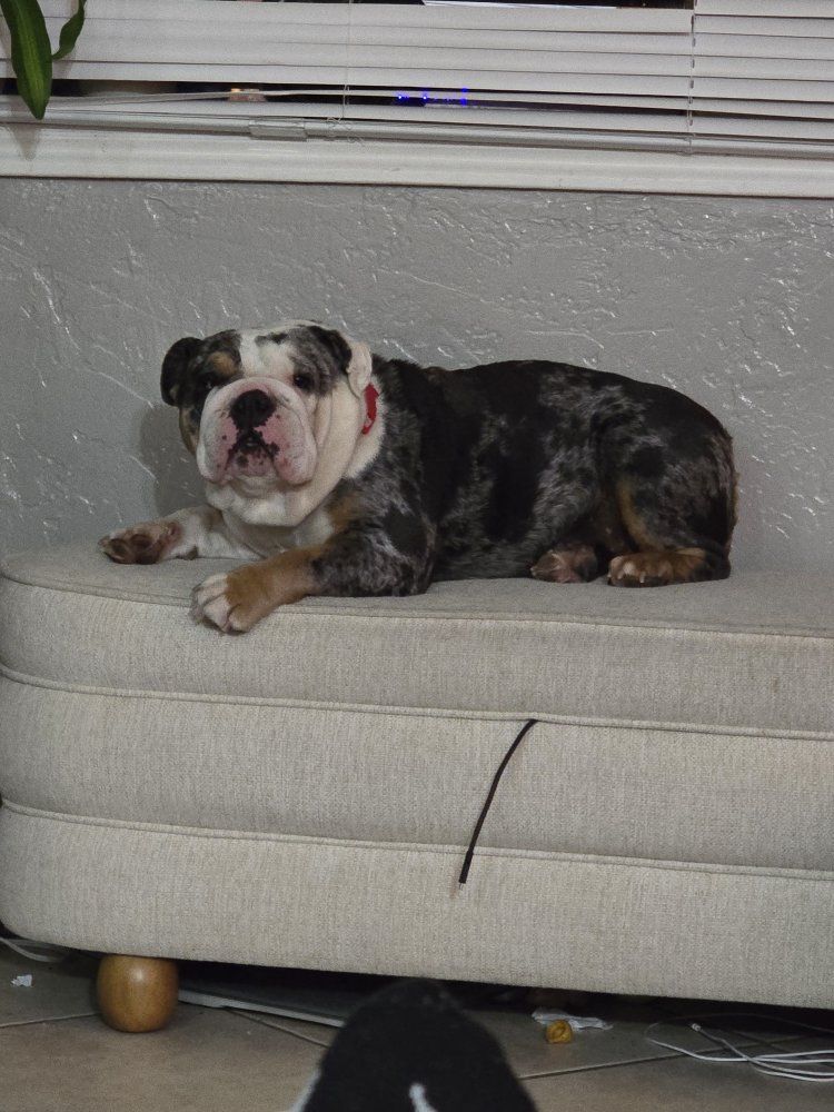 English Bulldog Akc