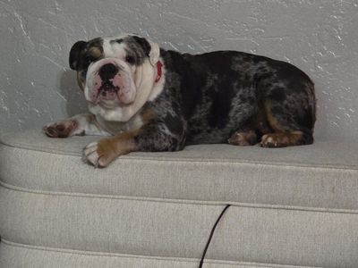 English Bulldog Akc