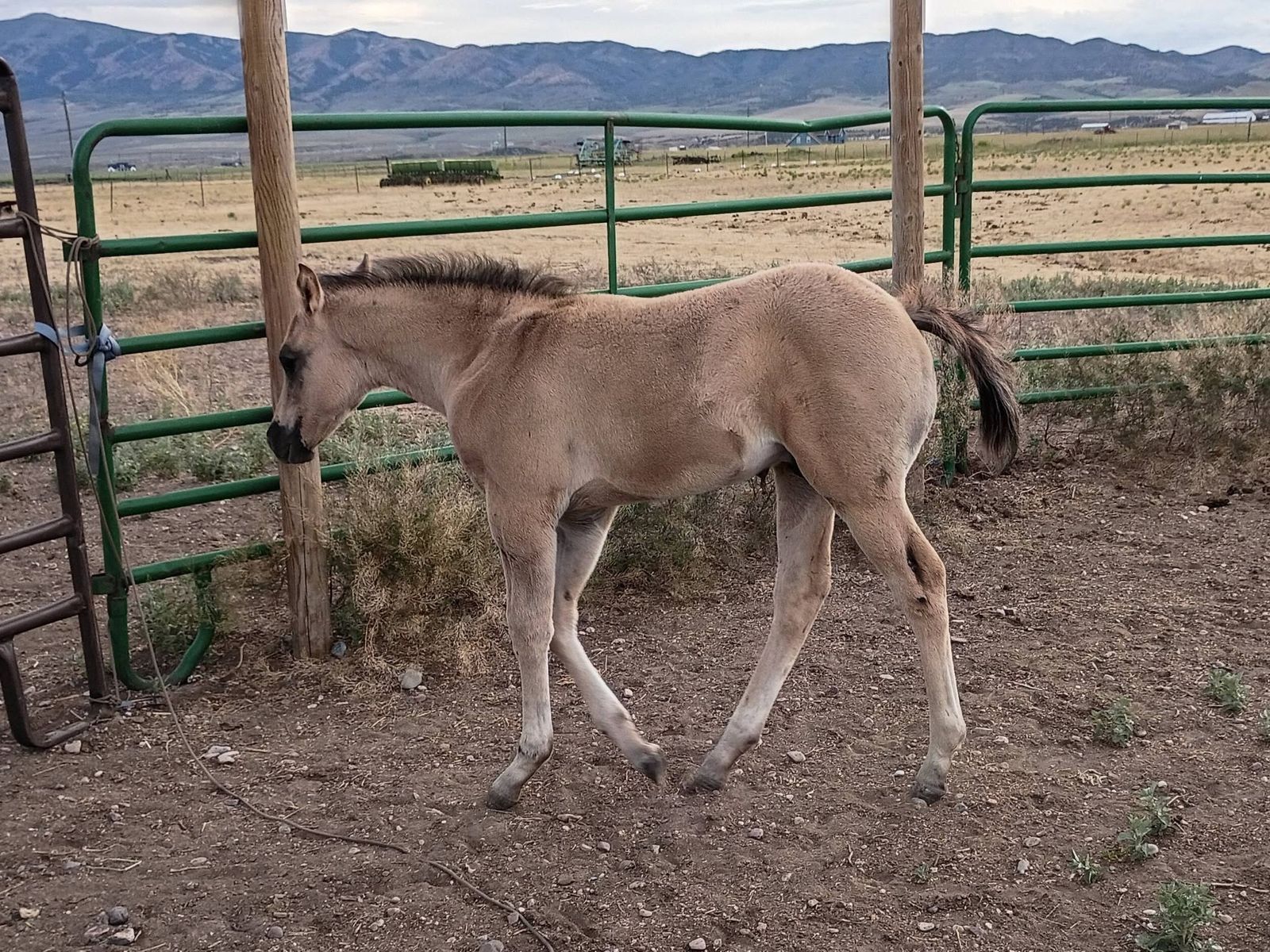 Homozygous Dun AQHA Grulla Colt