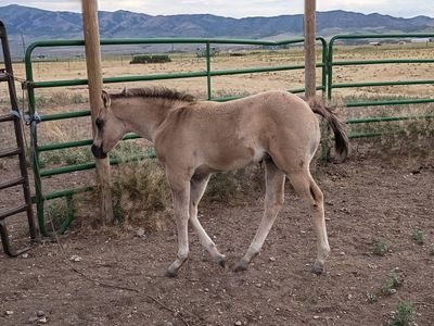 Homozygous Dun AQHA Grulla Colt