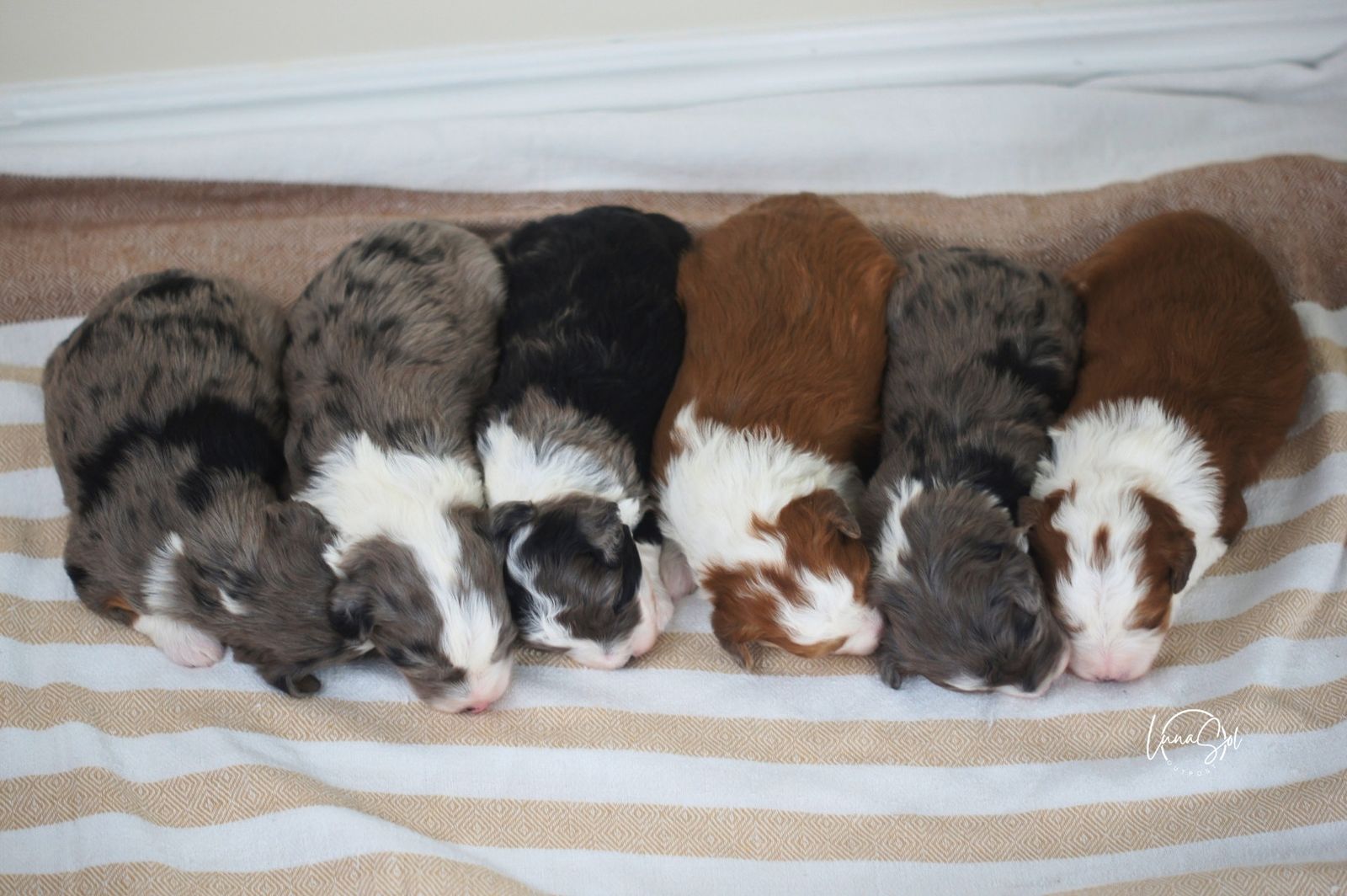 Mini Aussie Doodles for Sale!