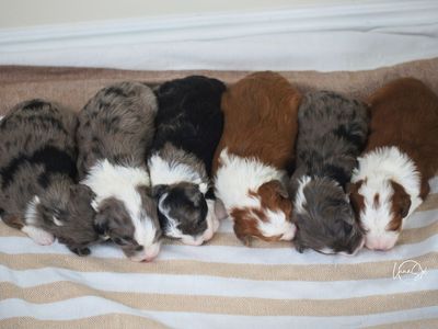 Mini Aussie Doodles for Sale!