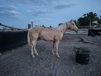 2023 Champagne Gelding.