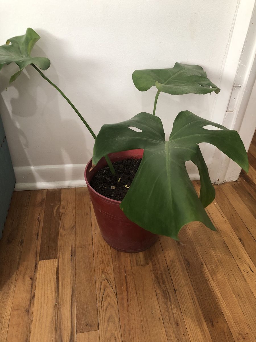 Large Potted Monstera