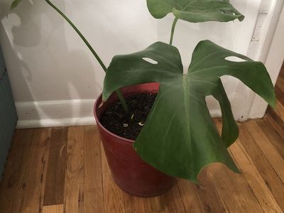 Large Potted Monstera