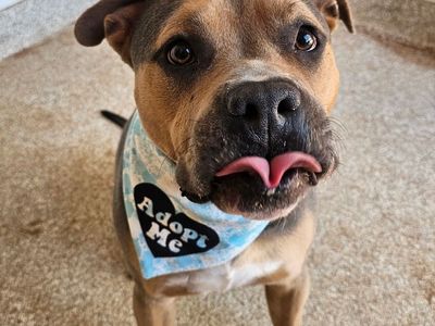 Hello my name is Joker