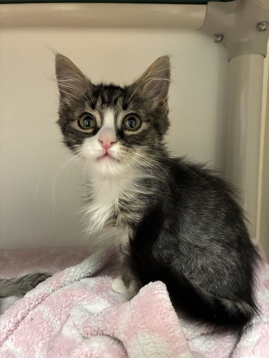 A164650 Larv is Available for Adoption!