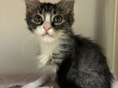 A164650 Larv is Available for Adoption!