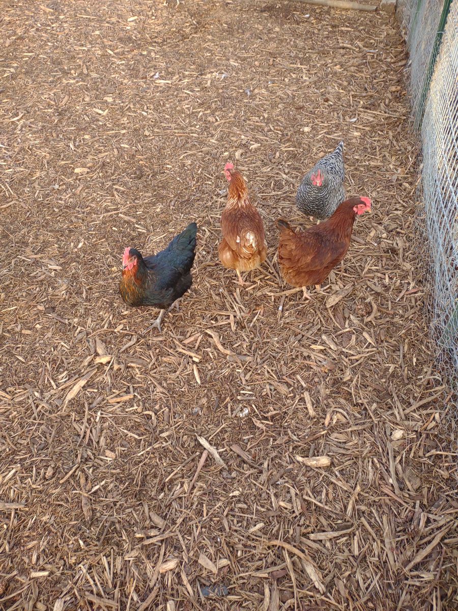 Laying hens