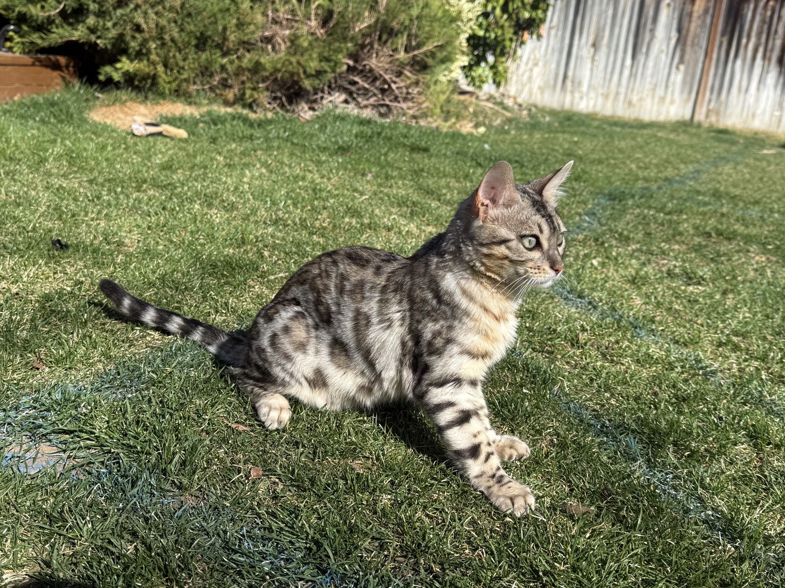 Female Bengal Cat