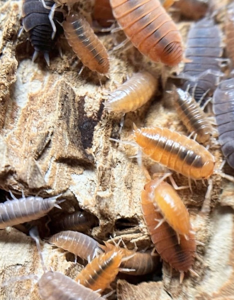 Party mix Isopod Colony