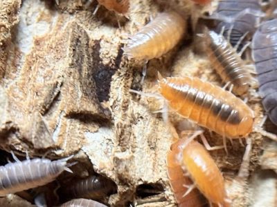Party mix Isopod Colony