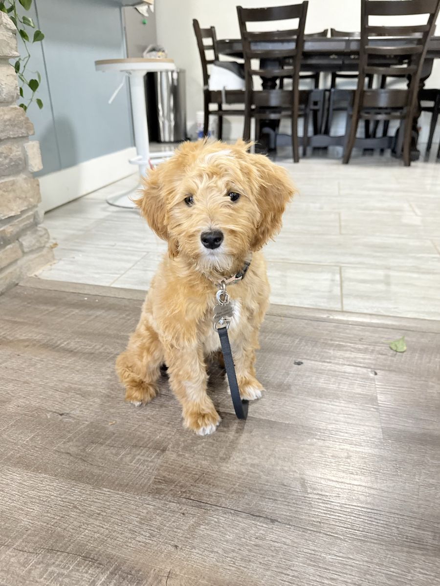 Mini golden doodle