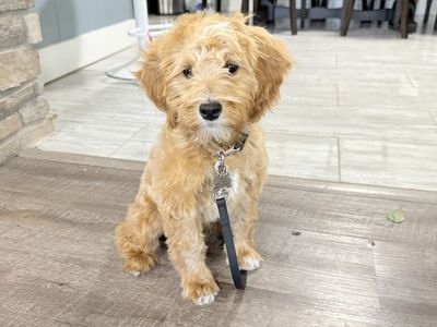 Mini golden doodle
