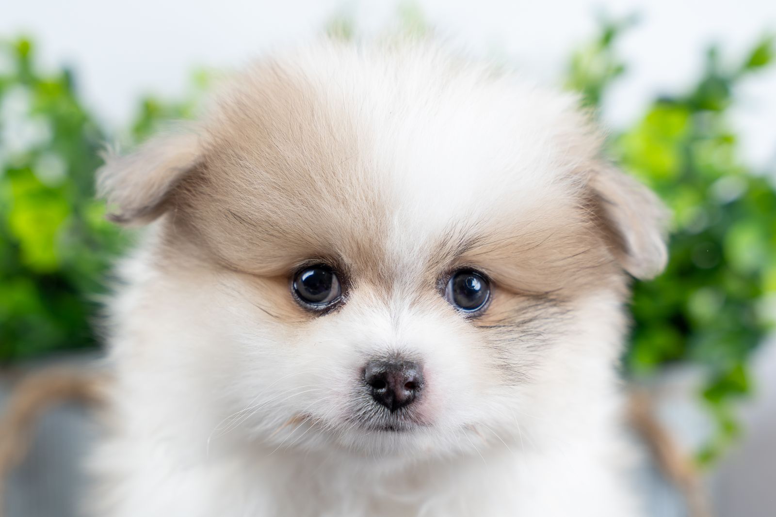 AKC Male Pomeranian Puppy