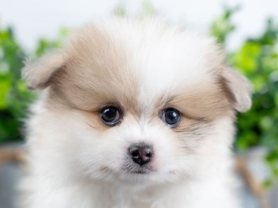 AKC Male Pomeranian Puppy
