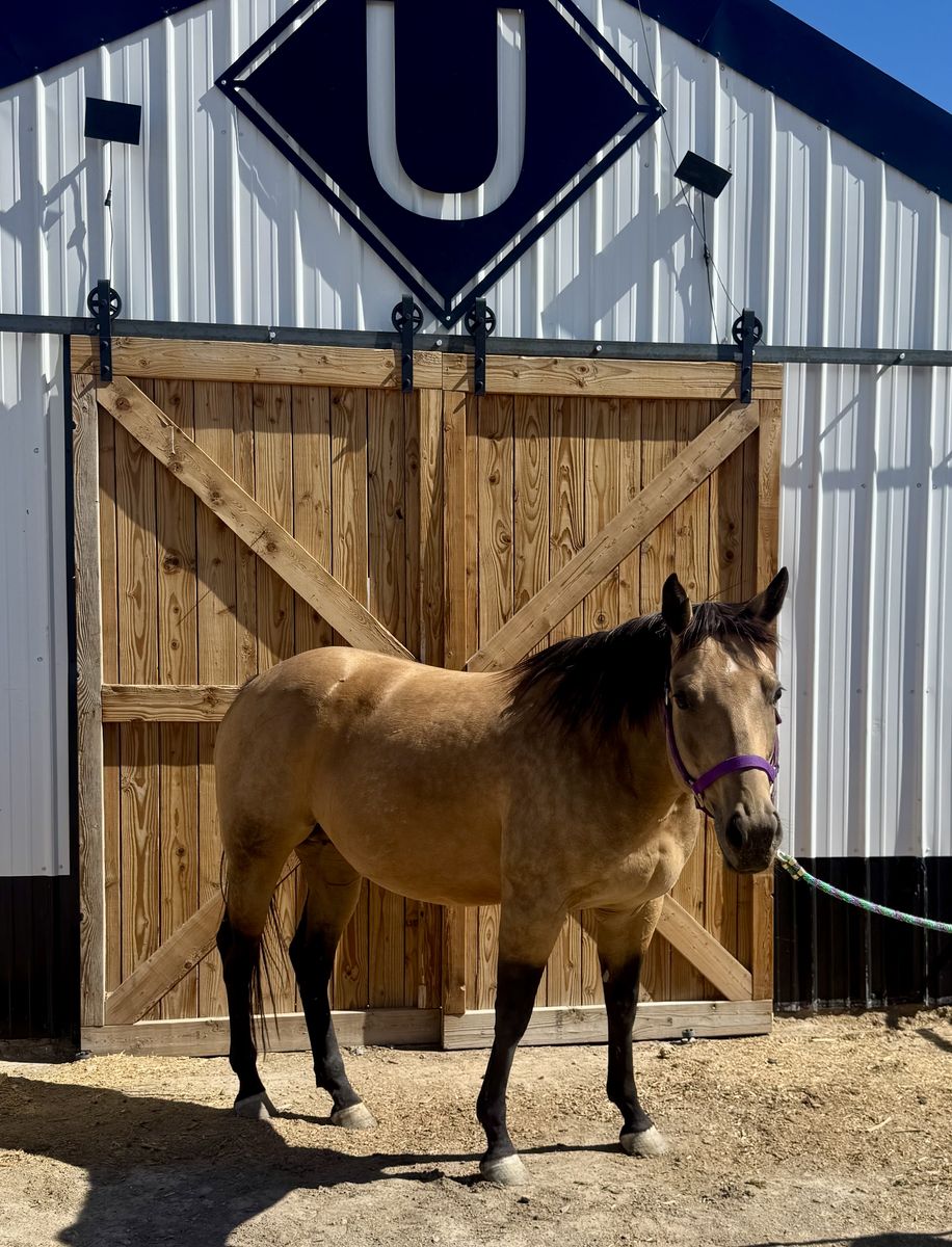 Broodmare sold alone or package deal!