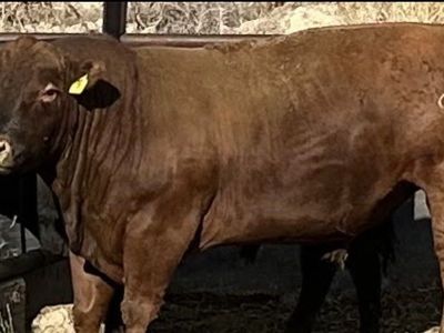 Bull For Sale